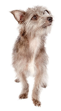 recommend clip art: Attentive Shaggy Crossbreed Small Dog  