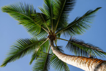 Palm tree