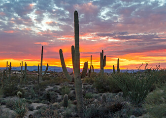 Sunset Skies In North Scottsdale Arizona With Saguaro Cactus