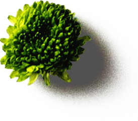 Flower Boom Graphic Pack 24