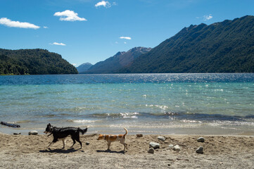 Fototapeta na wymiar dogs on a beach in Patagonia