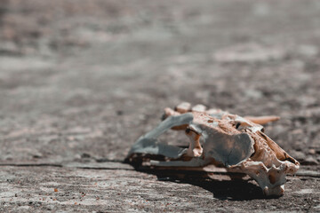 crab on the beach,the skull of a sea animal, a seal. The remains of a seal, natural selection.