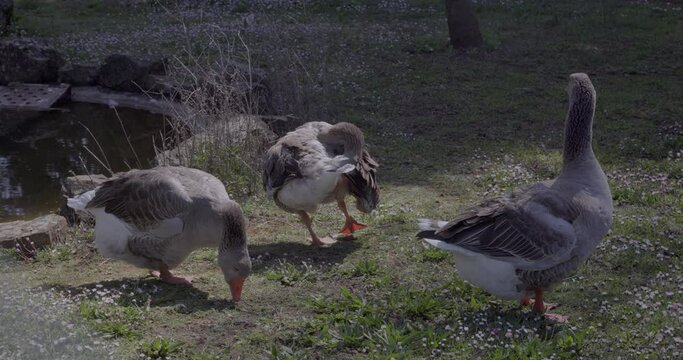 Geese on land with grass.