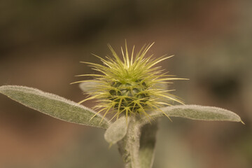 Centaurea sonchifolia Cornflower plant of the thistle family with large sharp spikes and beautiful brown flowers on a green background