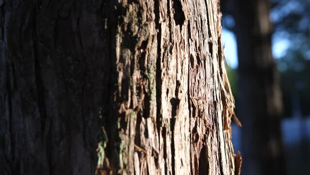 spring day in forest, morning sunshine on cedar tree bark
