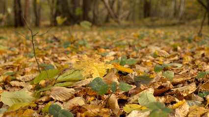Colorful and vibrant, yellow and red leaves in autumn