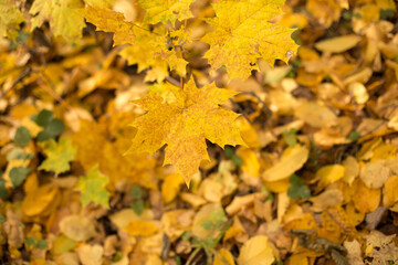 Colorful and vibrant, yellow and red leaves in autumn