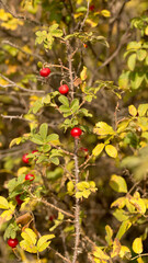 Fototapeta premium Red rosehip berries, autumn harvest of healthy berries