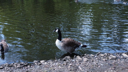 ducks