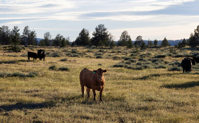 Cow in a green field with mountain landscape in background. Sunset Sky. California, United States of America.