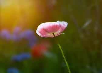 pink cosmo with sun in background