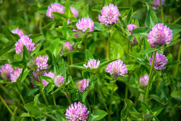 Field of blooming clover