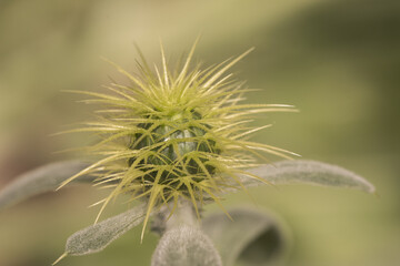 Centaurea sonchifolia Cornflower plant of the thistle family with large sharp spikes and beautiful brown flowers on a green background