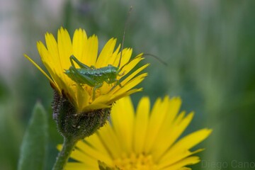 bee on yellow flower