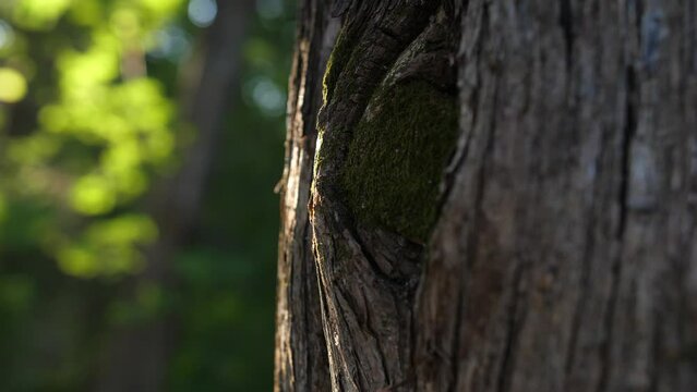 sunshine on cedar bark, spring day in forest