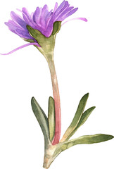 Summer Bloom Watercolor Set 102