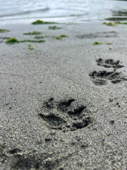 Fototapeta na wymiar dog footprint on the beach