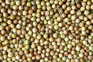 organic dried fresh coriander seeds closeup as background texture,selective focus,macro image
