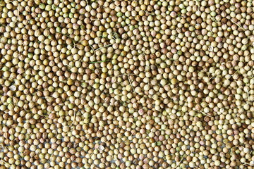 organic dried coriander seeds closeup as background texture,selective focus