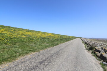 Fototapeta na wymiar View over a road along a dike with buttercups and a beautiful blue sky.