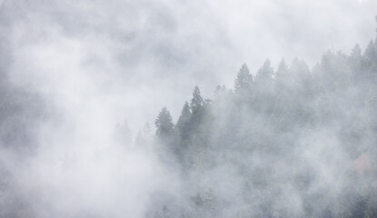 Green Evergreen Trees in a forest on top of a mountain covered in clouds and fog. Umpqua National Forest, Oregon, United States of America. Nature Background