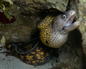Mediterranean moray - Muraena Helena from Cyprus 
