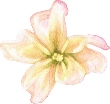 Summer Bloom Watercolor Set 14
