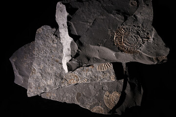 Fossili di ammonite del periodo giurassico inferiore, still life in primo piano su fondo nero 