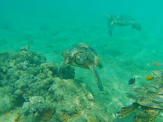 Obraz na płótnie Canvas Sea Turtle Paradise 