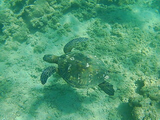 Sea Turtle Paradise 