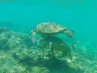 Obraz na płótnie Canvas Sea Turtle Paradise 