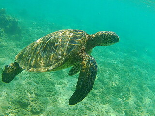 Sea Turtle Paradise 