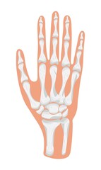 Arm, hand icon of radiography and x-ray concept vector. Phalanges of hand.