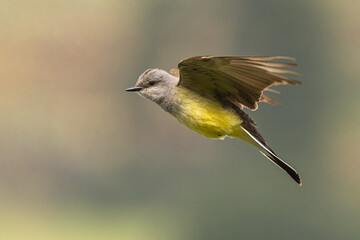 Western Kingbird (Tyrannus verticalis) in Flight