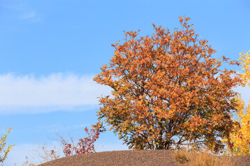 Autumn trees on the slopes of the mountain on a bright sunny day. Autumn mountain rocky landscape...