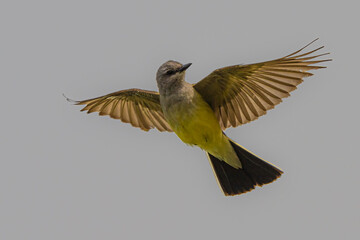Western Kingbird (Tyrannus verticalis) in Flight
