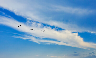 Pelicans flying at Fort Morgan Beach 