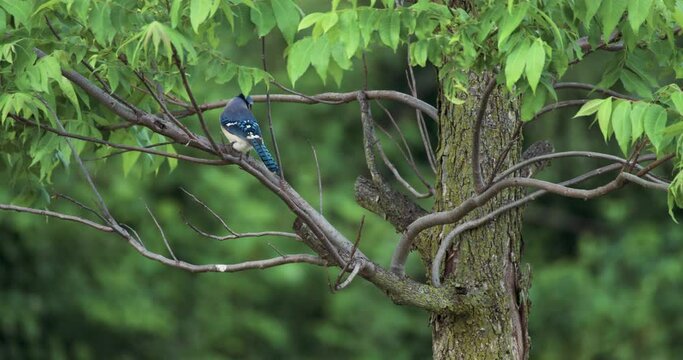 Wide Shot Of Blue Jay Sitting On A Branch