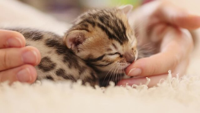 Charming small striped kitten lies in bed woman hands plays with cat. Cute newborn cat. Indoors. Paw. Slow motion