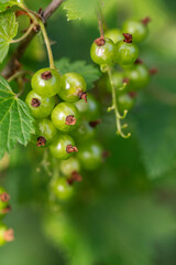 Bunch of unripe red currant on a blurred background