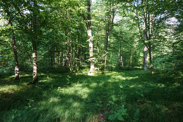 Exit from the dark forest to a bright sunny meadow.  