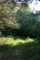 Exit from the dark forest to a bright sunny meadow.  