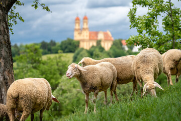 Schafe auf der Weide mit Blick auf eine alte Kirche