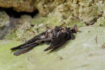 Toter Vogel - Kreis des Lebens