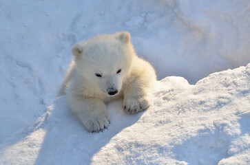 polar bear in the snow