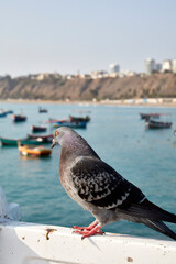 307 / 5,000
Resultados de traducción
The district of Chorrillos is one of the 43 that make up the province of Lima, located in the homonymous department in Peru. It limits to the North with the distri