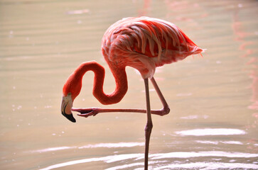 pink flamingo on the beach