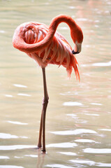 flamingo in the water