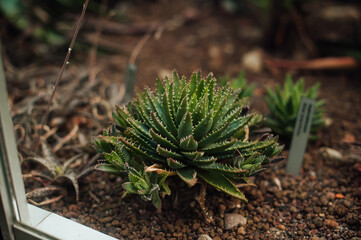 Aloe perfoliata, one plant growing in the ground , through the glass