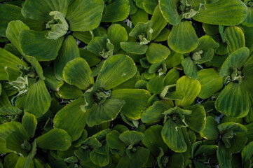 pistia leaves, green color, greeting card, background 